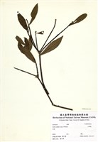 藏品(山胡椒)的圖片